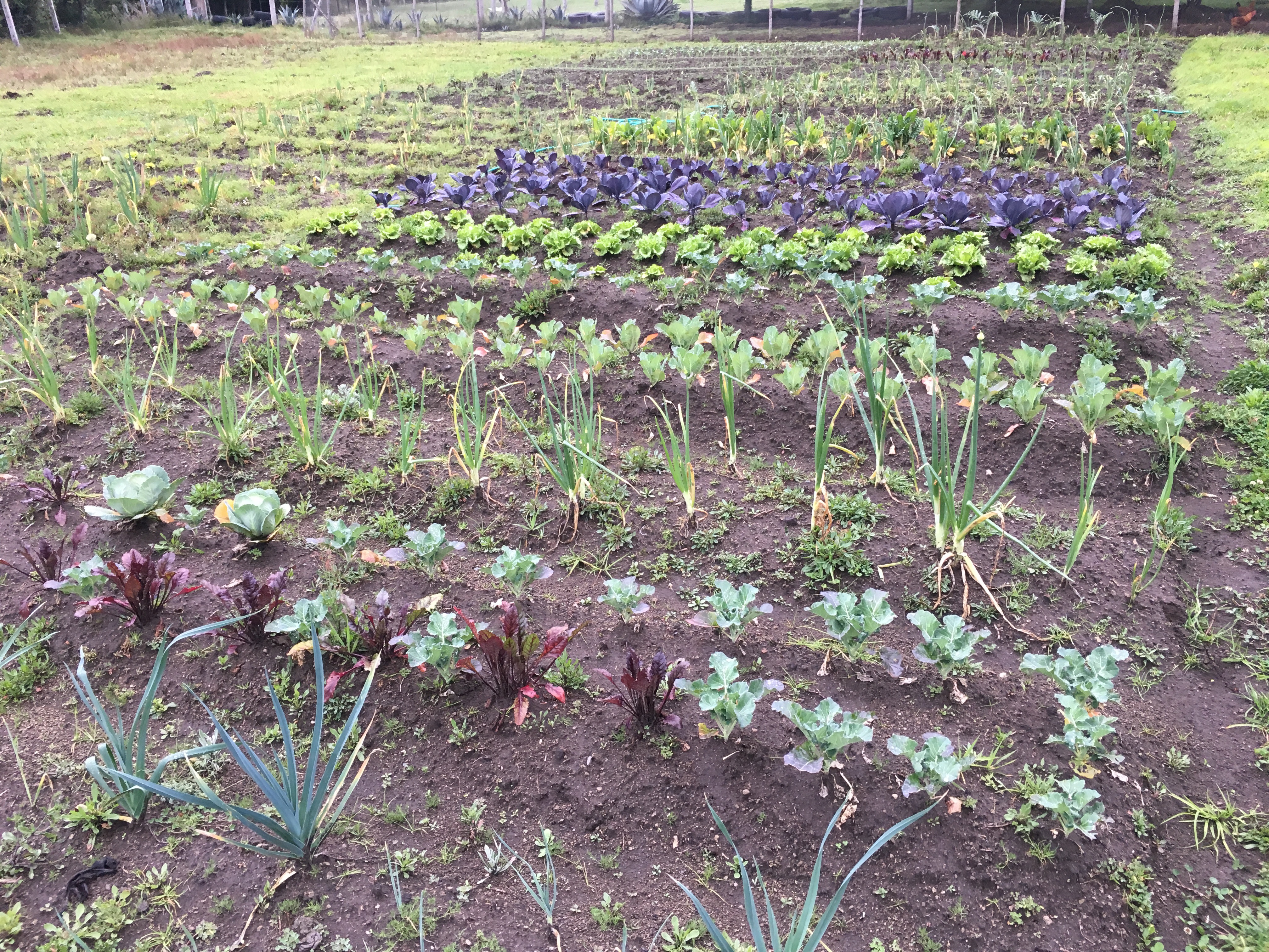 Huerta